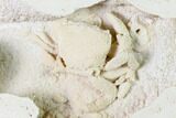 Fossil Crab (Potamon) Preserved in Travertine - Turkey #145056-2